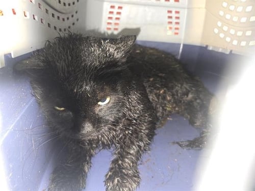 A887400 - Domestic Short Hair available for adoption