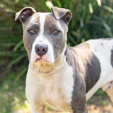 *HARLEY - Pit Bull Terrier available for adoption