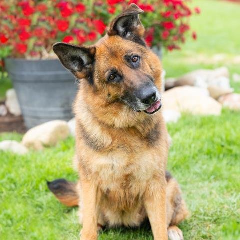 SASCHA Image