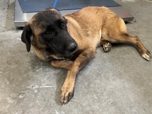A887982 - Anatolian Shepherd available for adoption