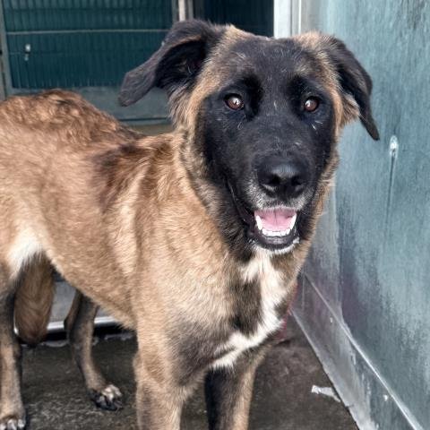 *PUMPKIN - Anatolian Shepherd available for adoption