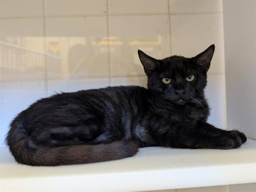 *REMINGTON - Domestic Short Hair available for adoption