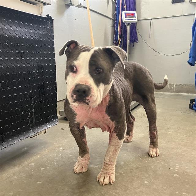 PENNY - Pit Bull Terrier available for adoption