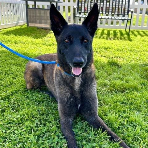 FLEX - Belgian Shepherd Malinois available for adoption