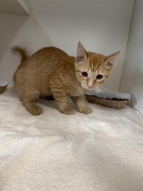 A887805 - Domestic Short Hair available for adoption
