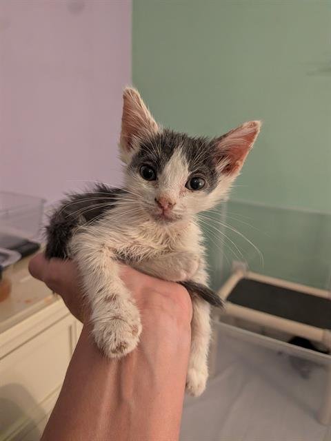 *BIG SPOON - Domestic Short Hair available for adoption