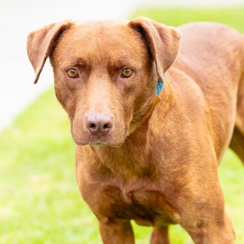 *STYLES - Labrador Retriever available for adoption