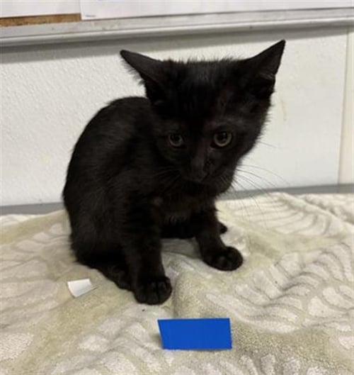 A888146 - Domestic Short Hair available for adoption