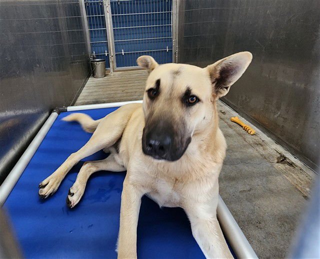 *MELON - German Shepherd Dog available for adoption