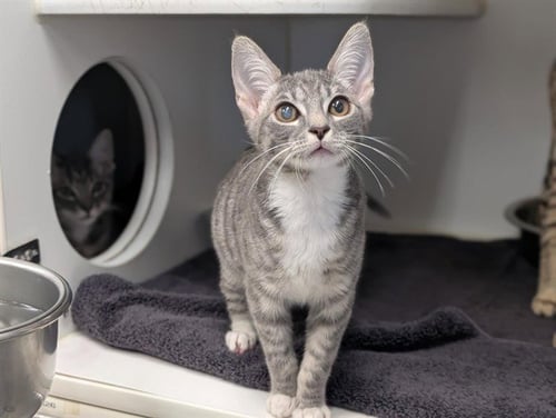 A887061 - Domestic Short Hair available for adoption