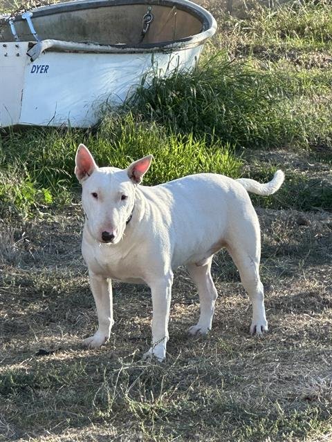 CASPER BAILEY - Bull Terrier available for adoption
