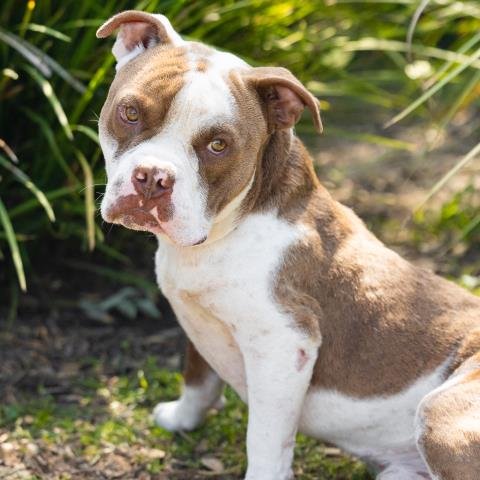 *DUMPLING - Pit Bull Terrier available for adoption