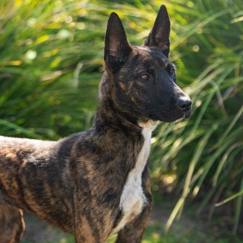 *DIVA - Dutch Shepherd available for adoption
