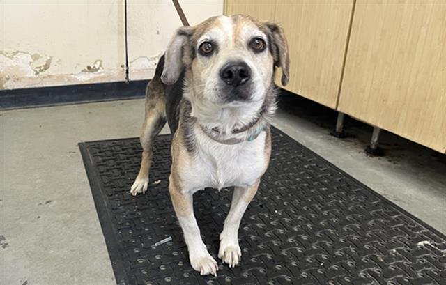 LLOYD - Beagle available for adoption