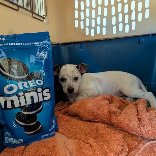 *OREO - Queensland Heeler available for adoption