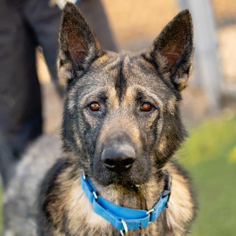 DRAKEO - German Shepherd Dog available for adoption