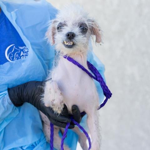 *BANJO - Poodle (Miniature) available for adoption