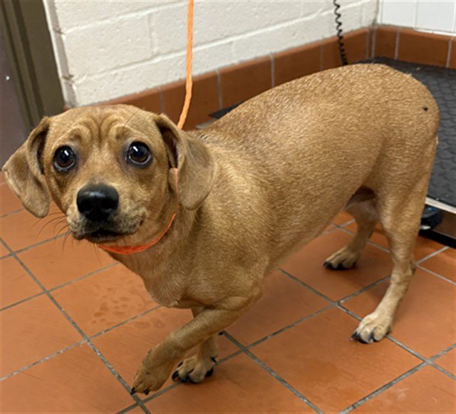 *DARLA Image