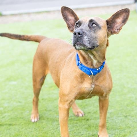 *JULIANA - Pit Bull Terrier available for adoption