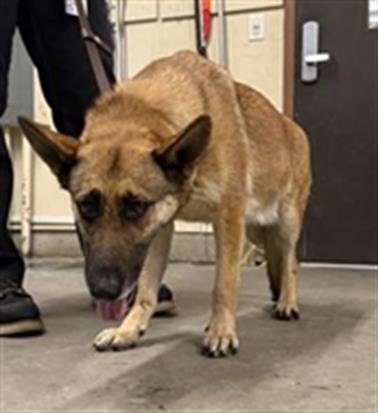 *SAVANNAH - German Shepherd Dog available for adoption