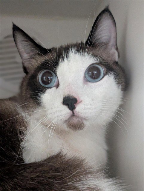 LOKI Image