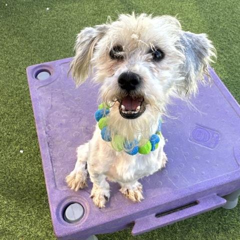 *WATSON - Maltese available for adoption