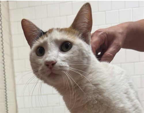 A889112 - Domestic Short Hair available for adoption