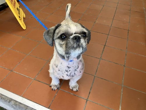 A888603 - Shih Tzu available for adoption