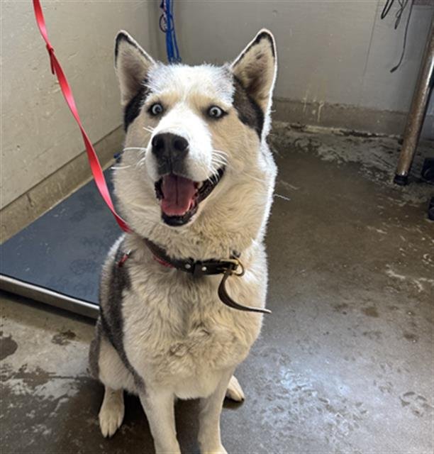 ENZO - Siberian Husky available for adoption