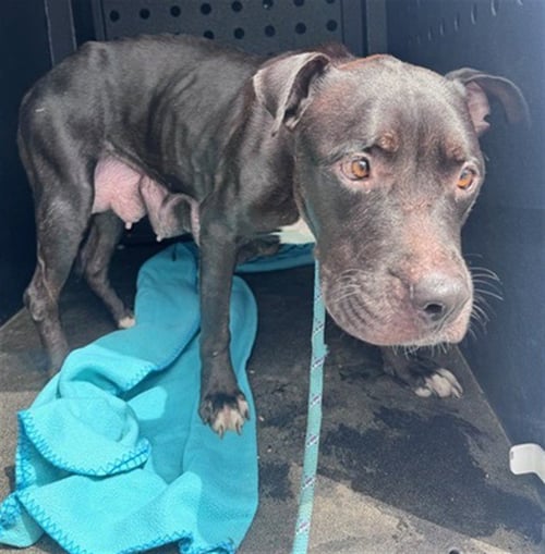 *BETTY BOOP - Pit Bull Terrier available for adoption