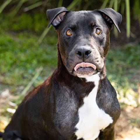*BETTY BOOP - Pit Bull Terrier available for adoption