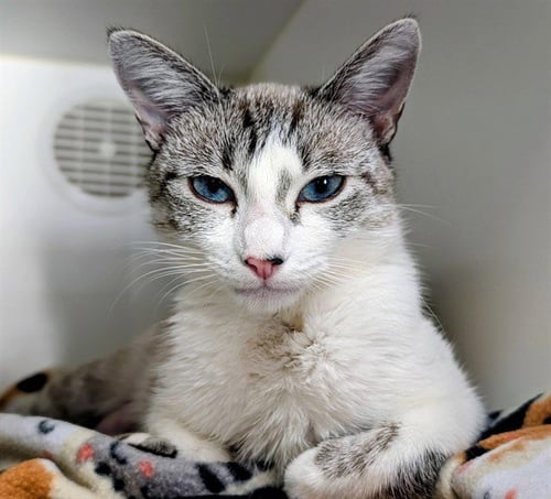 A886942 - Domestic Short Hair available for adoption