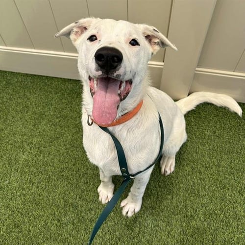 BLANCO - Dogo Argentino available for adoption