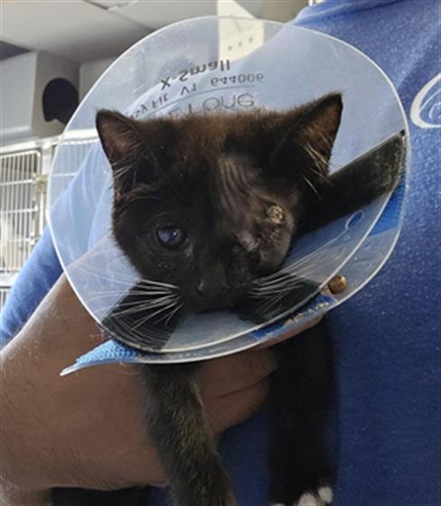 A888285 - Domestic Short Hair available for adoption