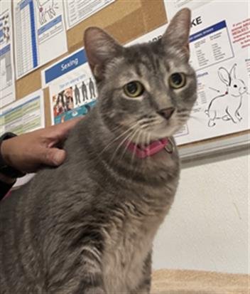 A887277 - Domestic Short Hair available for adoption