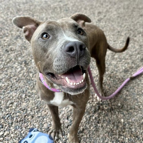 YARI - American Pit Bull Terrier available for adoption