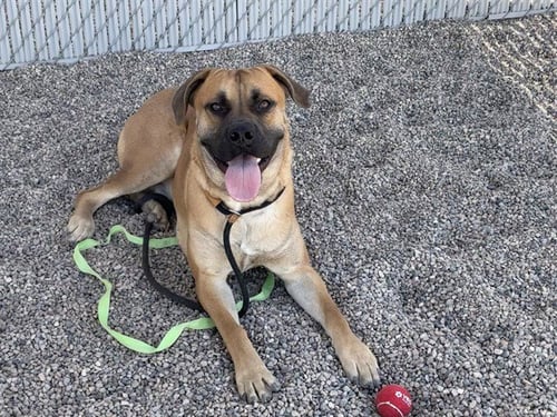 WRANGLER - Mastiff available for adoption