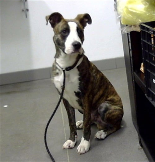 ASTEROID - American Pit Bull Terrier available for adoption