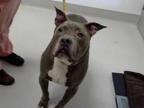 BELLA - Staffordshire Bull Terrier available for adoption
