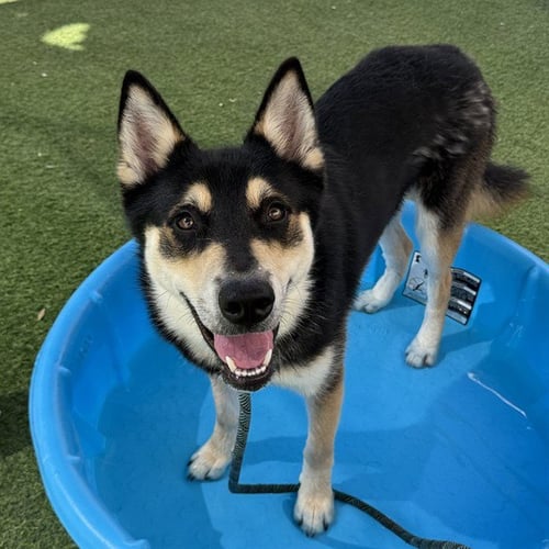 LENNY - German Shepherd Dog available for adoption
