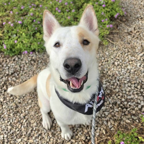 FISKARS - Husky / Australian Cattle Dog/Blue Heeler for adoption in Mesa
