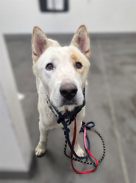 FISKARS - Husky / Australian Cattle Dog/Blue Heeler available for adoption
