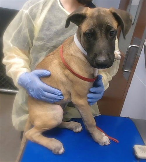 BOHDI (MALABAMA) - Belgian Shepherd Malinois available for adoption