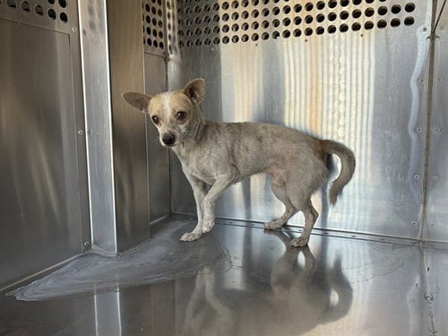 BOOGIE - Chihuahua available for adoption