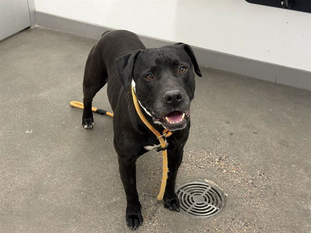 BOBA - Labrador Retriever available for adoption