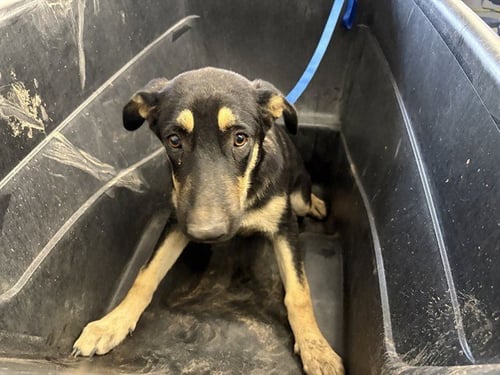 NALA - German Shepherd Dog available for adoption