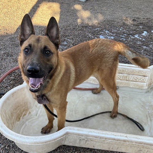 RYAN - Belgian Shepherd Laekenois available for adoption