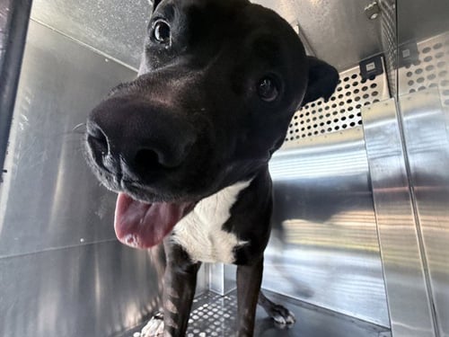 SILLY - American Pit Bull Terrier available for adoption