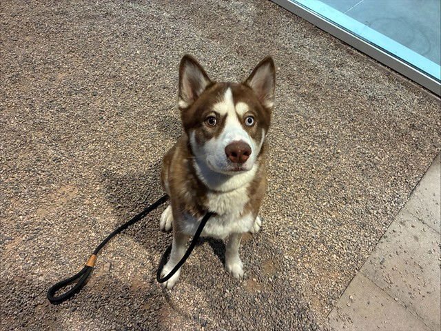 MADDOX - Husky available for adoption