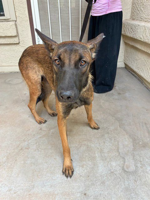 ISADORA - Belgian Shepherd Malinois available for adoption